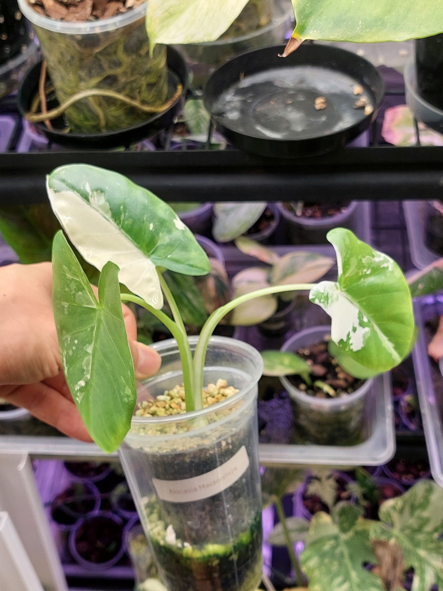 Alocasia Macrorrhiza Variegated 2