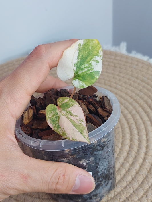 Anthurium Green Velvet var X Dress