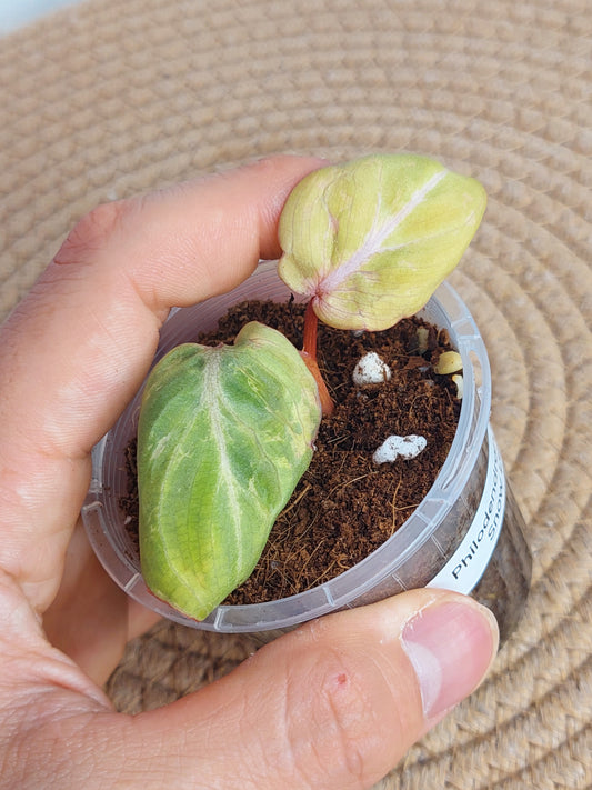 Philodendron Gloriosum Snow Leopard Variegated - 1