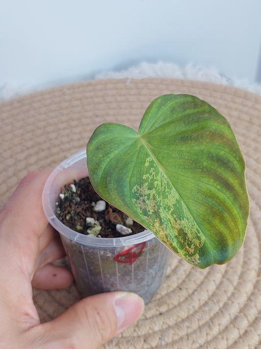 Philodendron Verrucosum Variegated - 1