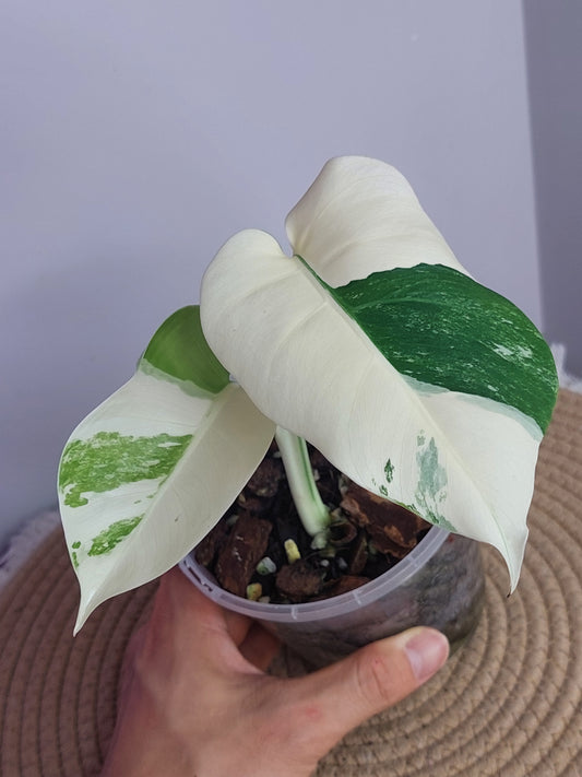 Monstera Borsigiana Albo Variegated - 1