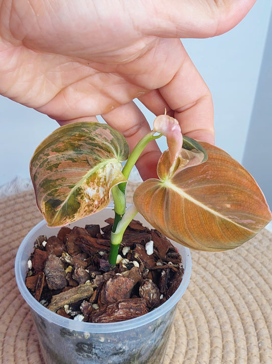 Philodendron Melanochrysum Variegated - 1