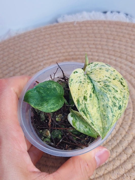 Scindapsus Silver Cloud Variegated - 1