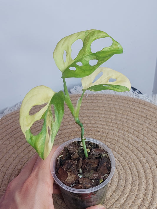 Monstera Monkey Mask Aurea Variegated - 1