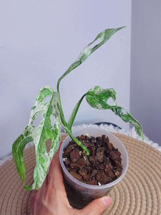 Monstera Adansonii Mint - 1
