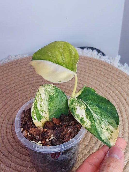 Scindapsus Jade Satin Variegated - 1