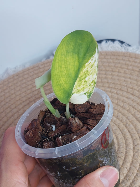 Scindapsus Jade Satin Variegated - 2