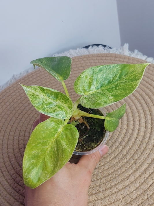 Philodendron Giganteum Variegated - 1