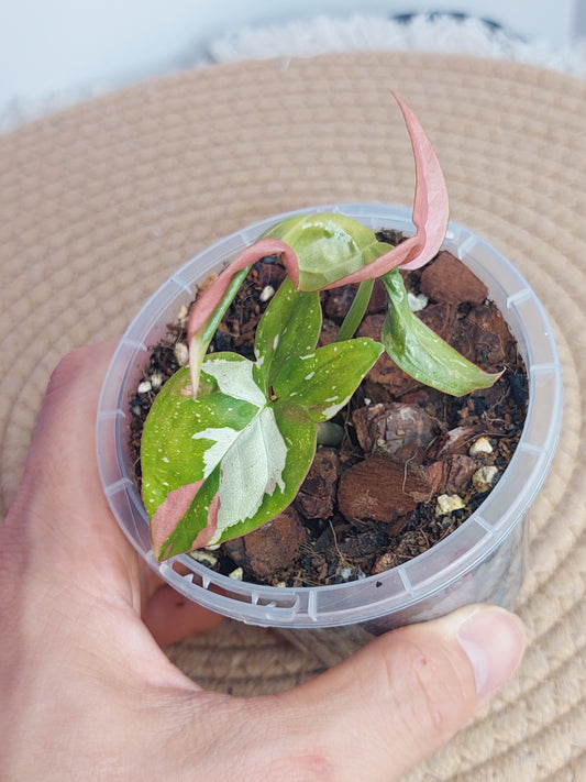 Syngonium Red Spot Tricolour - 1