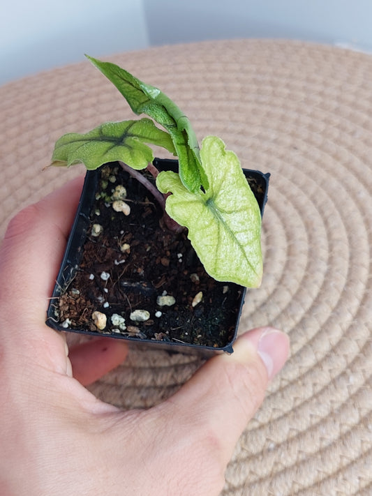 Alocasia Jacklyn Mint #1