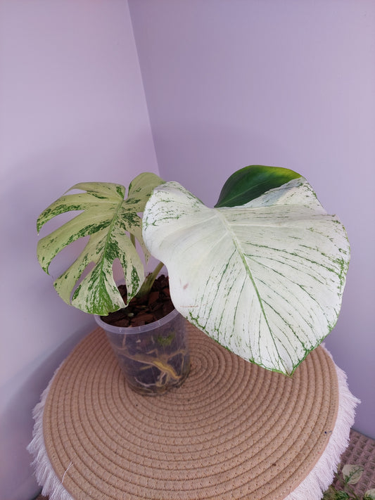 Monstera Deliciosa Mint Variegated #1