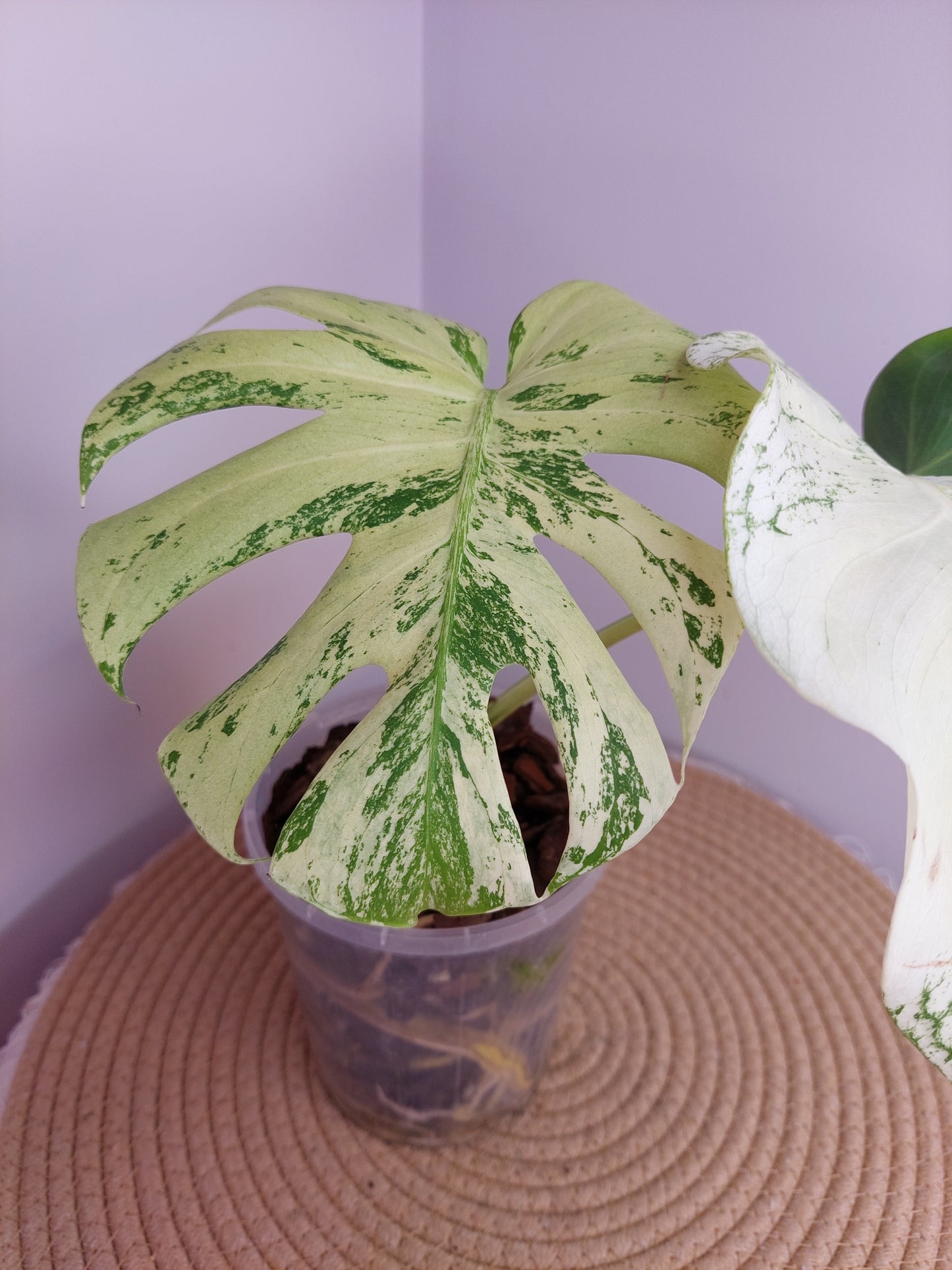 Monstera Deliciosa Mint Variegated #1