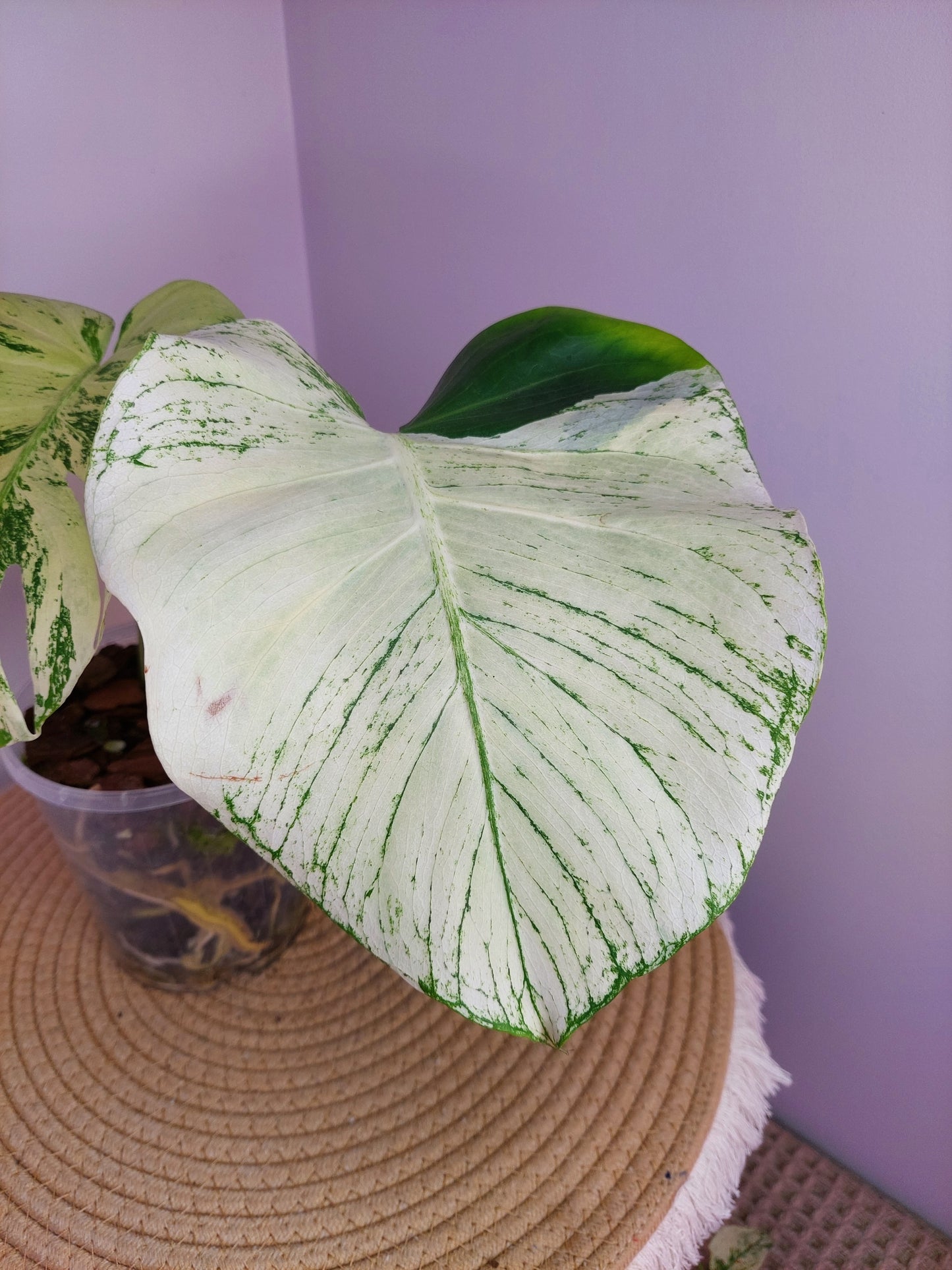 Monstera Deliciosa Mint Variegated #1