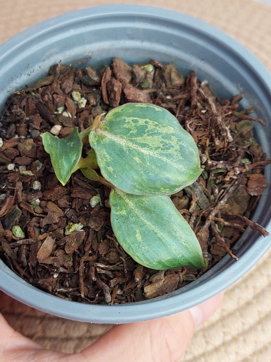 Philodendron Gloriosum Snow Leopard Variegated #1