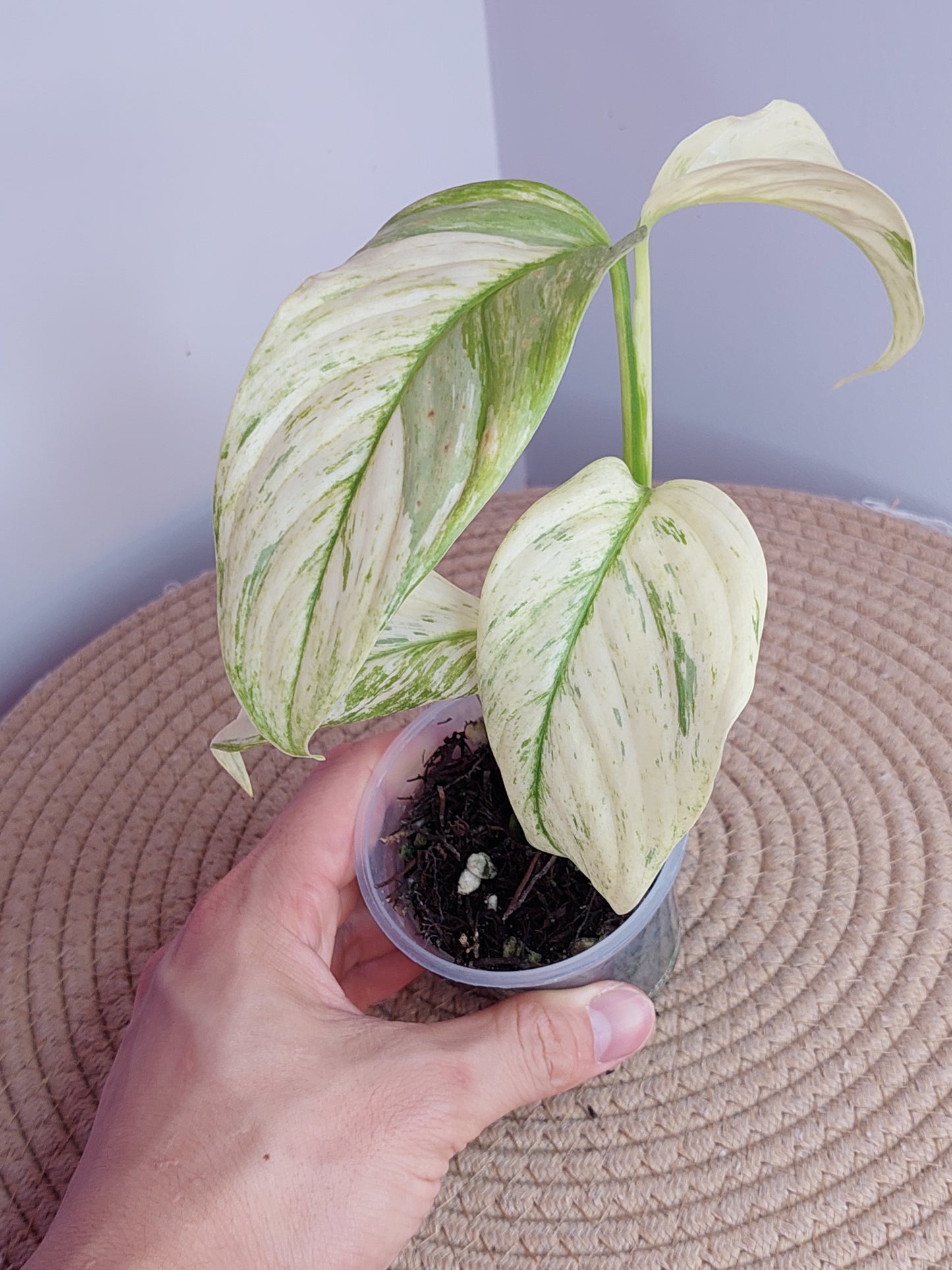 Scindapsus Longistipitatus Marble #1