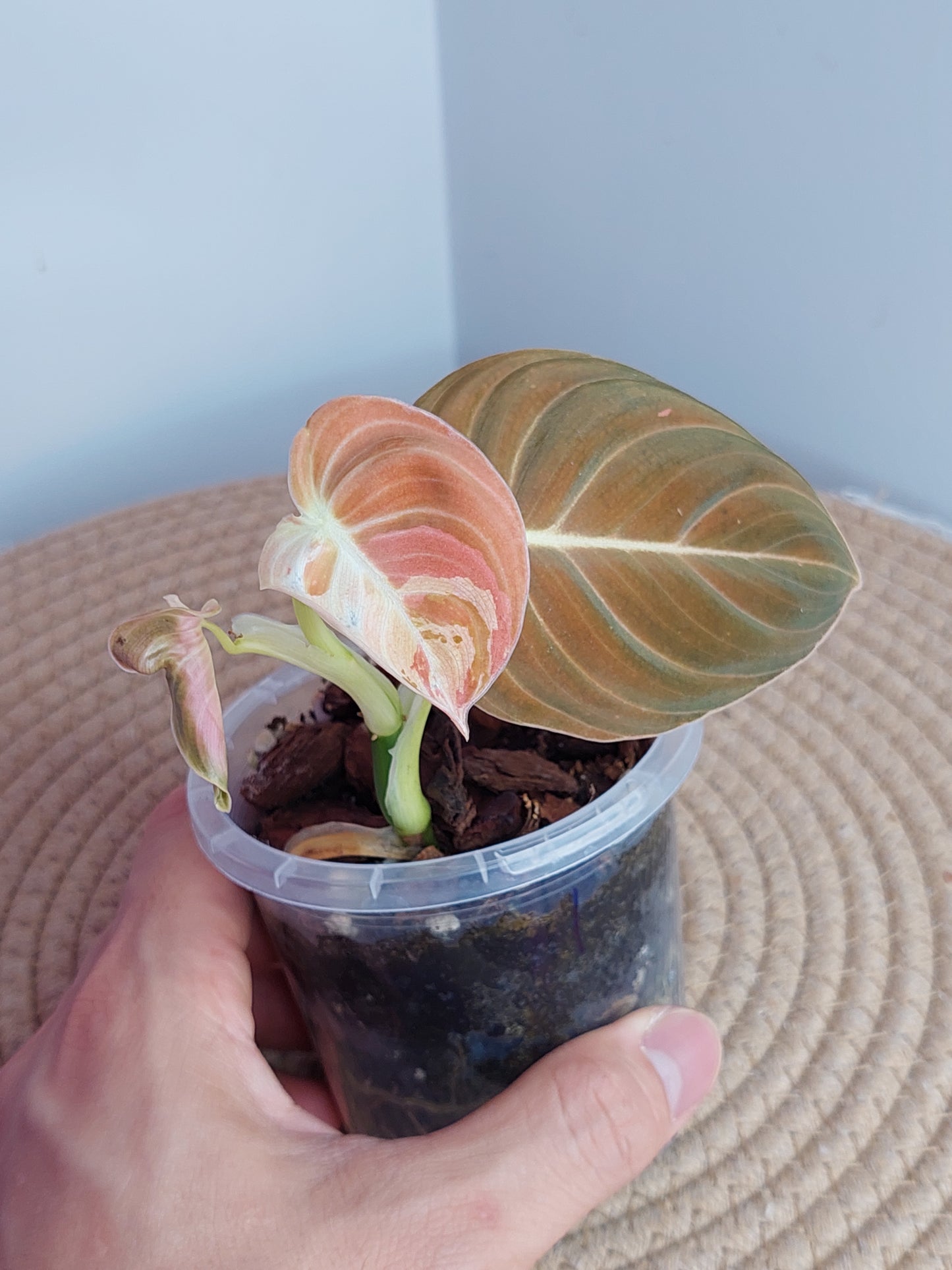 Philodendron Melanochrysum Variegated #1