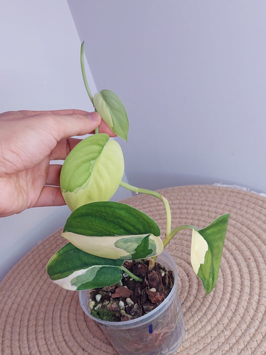 Scindapsus Jade Satin Variegated #1