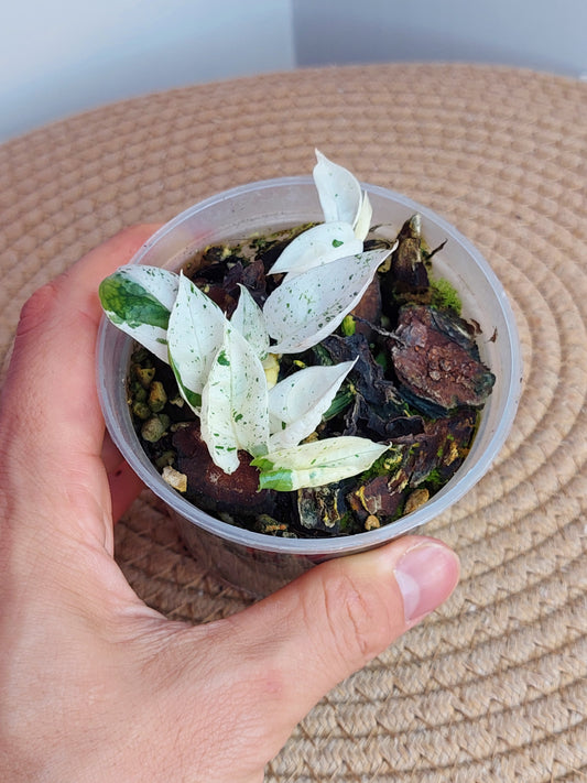 Epipremnum Pinnatum Marble #1