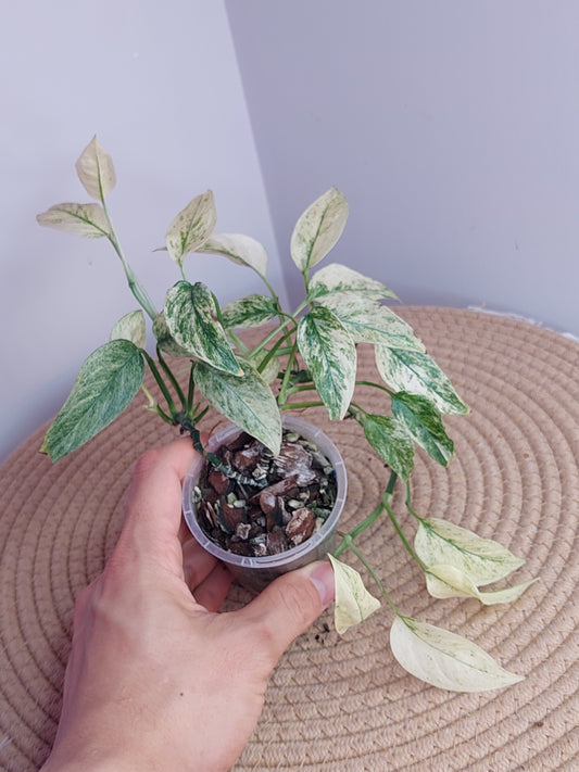 Monstera Adansonii Laniata Mint #1