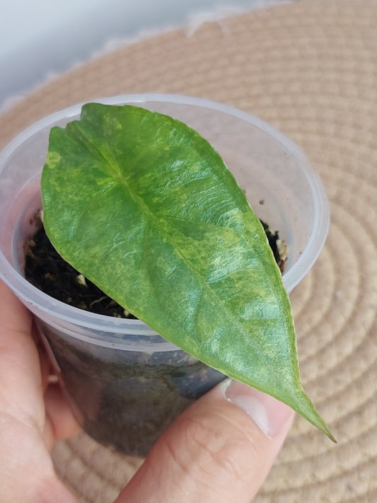 Alocasia Dragon Breath Variegated #1