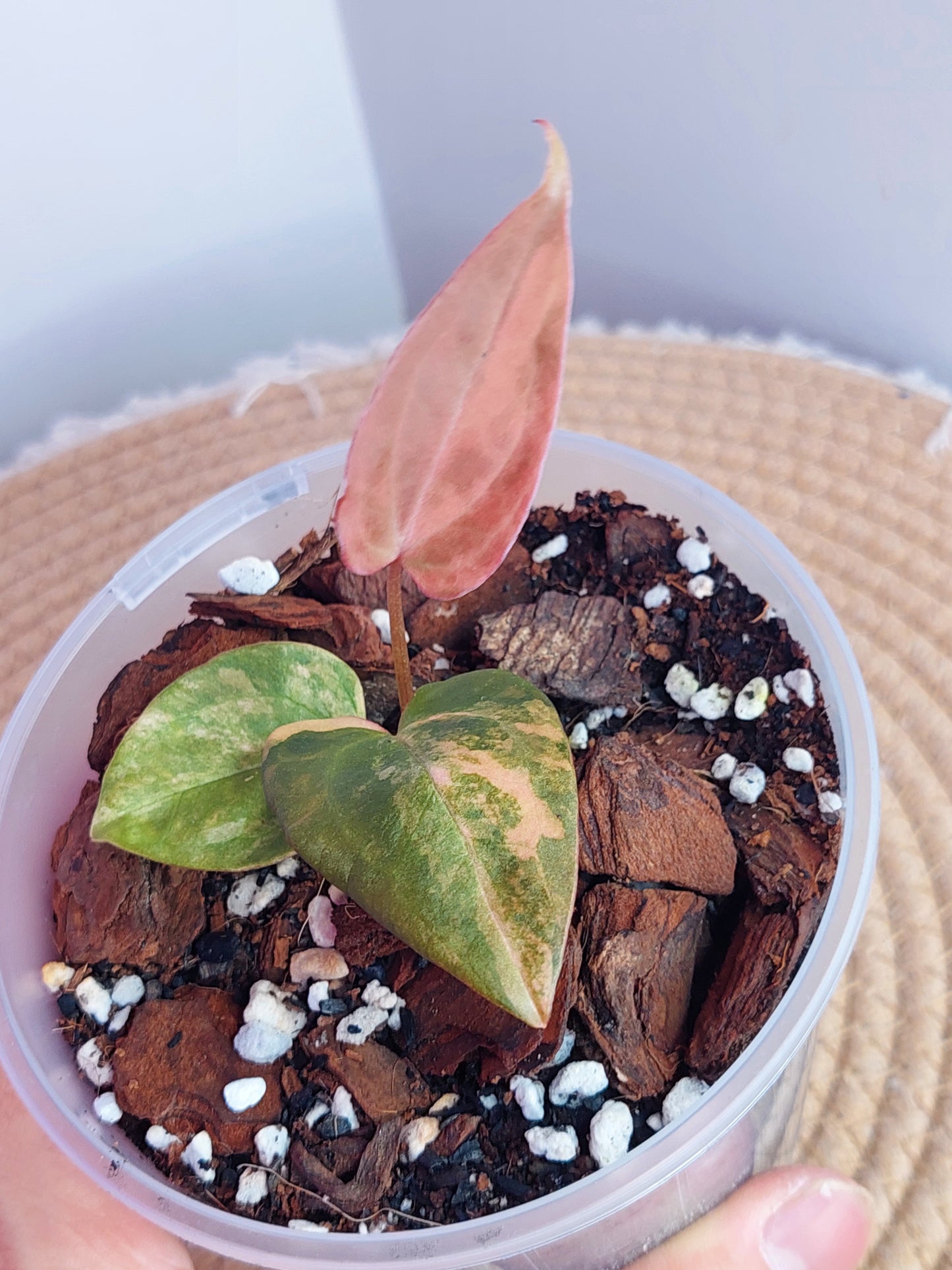 Anthurium Kallos Variegated(Var Papi x Papi) #A