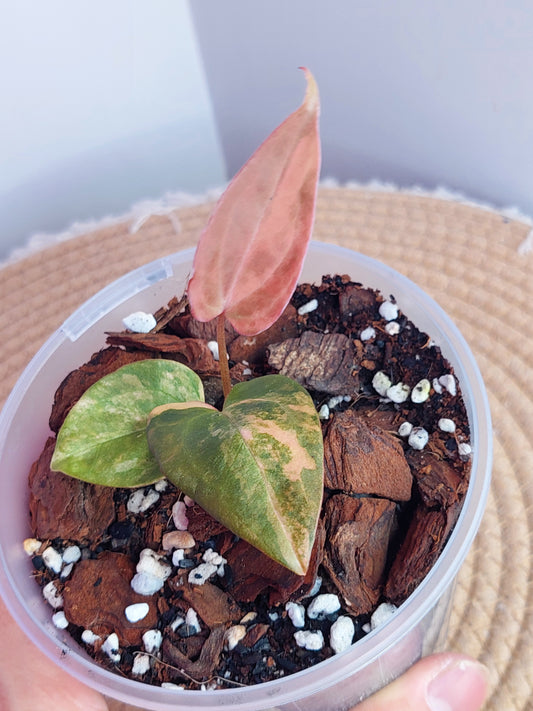 Anthurium Kallos Variegated(Var Papi x Papi) #A
