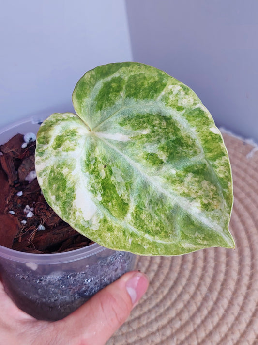 Anthurium Crystallinum Variegated #A