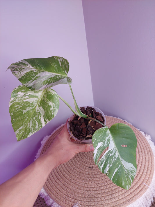 Monstera Borsigiana Albo Variegated #A