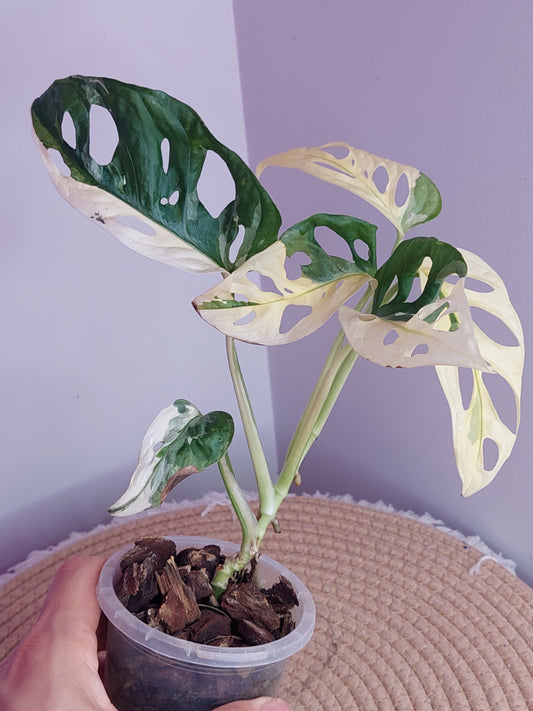Monstera Monkey Mask Variegated #A