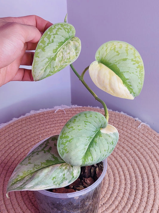 Scindapsus Exotica Variegated #A