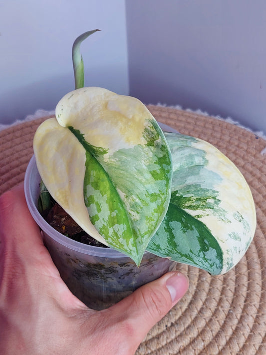 Scindapsus Exotica Variegated #B
