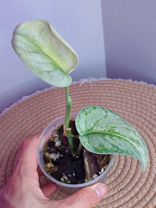 Scindapsus Exotica Variegated #C
