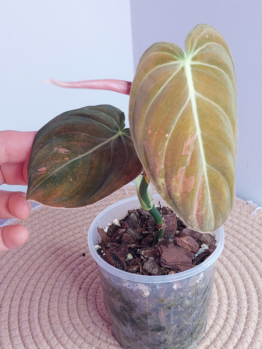 Philodendron Melanochrysum Variegated #A