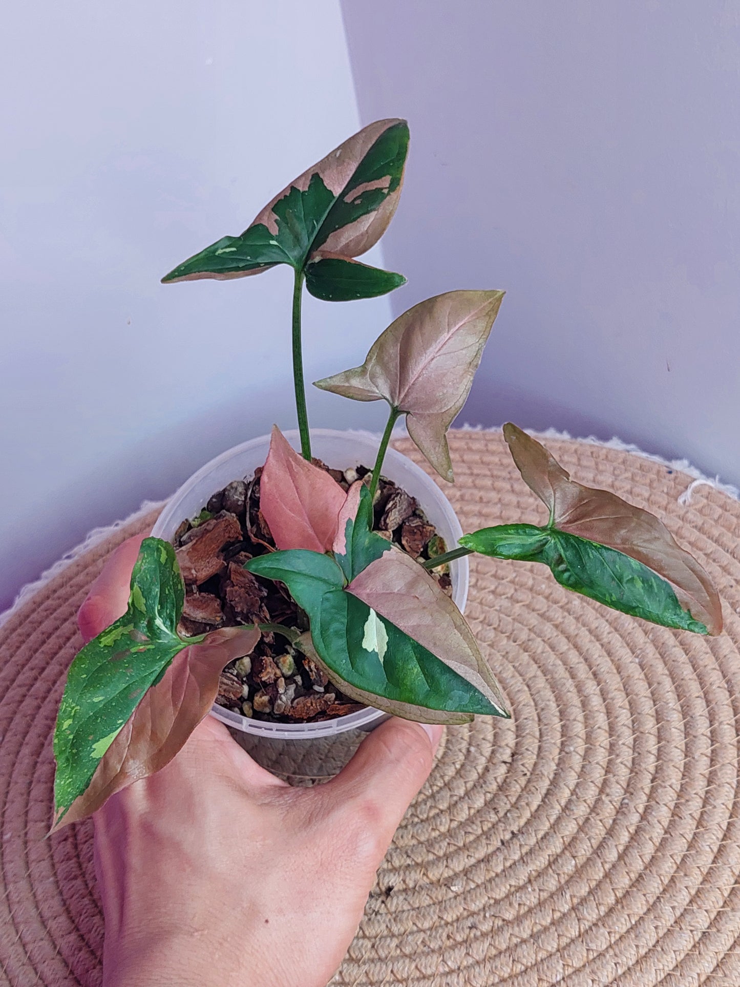 Syngonium Red Spot Tricolour #A