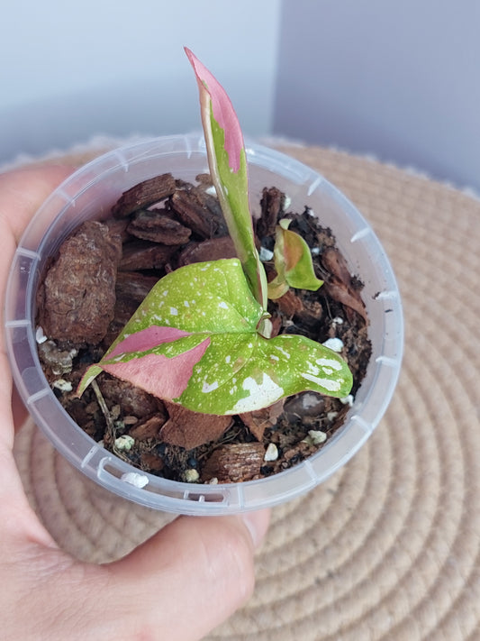 Syngonium Red Spot Tricolour #A (Copy)