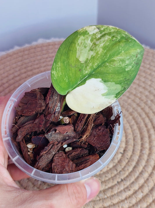 Scindapsus Jade Satin Variegated #A