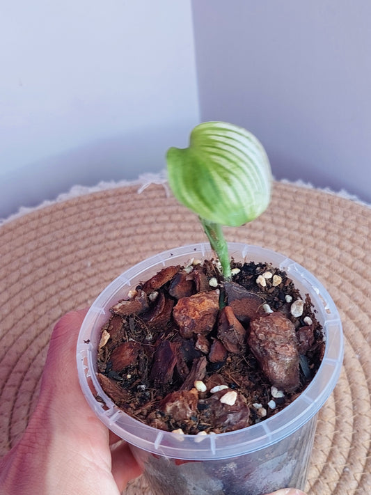 Scindapsus White Monster #A