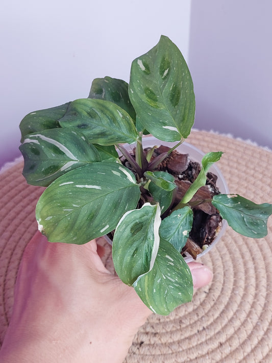 Prayer Plant(Maranta) Variegated #A