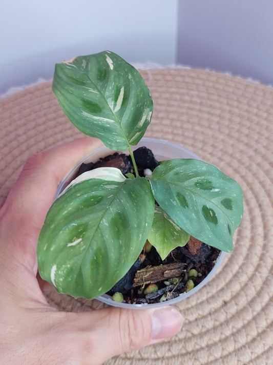 Prayer Plant(Maranta) Variegated #B