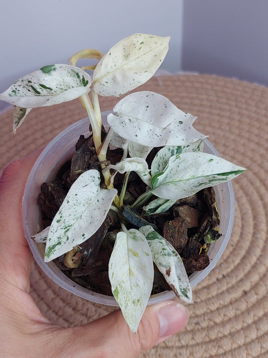 Epipremnum Pinnatum Marble #A