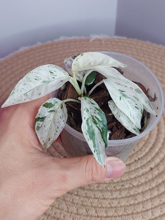 Epipremnum Pinnatum Marble #B