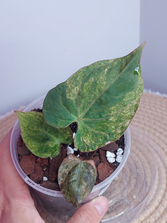 Anthurium Black EE(Mint var) x Black Cheery