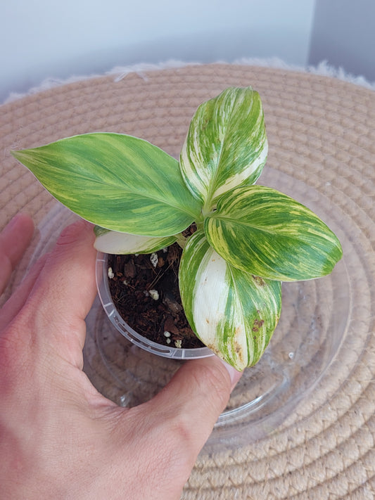 Musa Aurea (1)