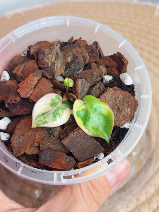 Philodendron Billietiae Variegated(Small) (1)