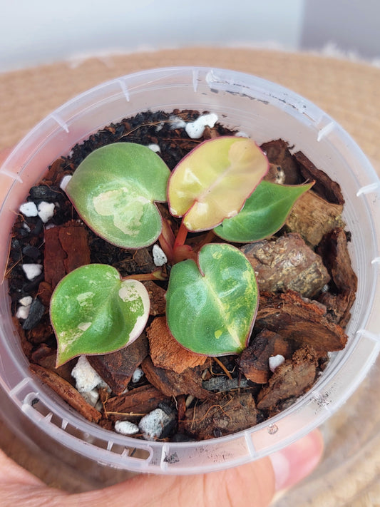 Philodendron Billietiae Variegated(Small) (2)