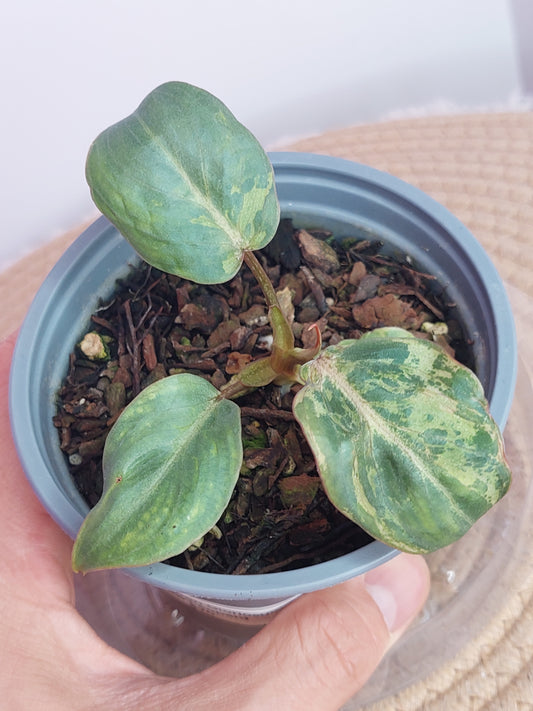Philodendron Gloriosum Snow Leopard Variegated (1)