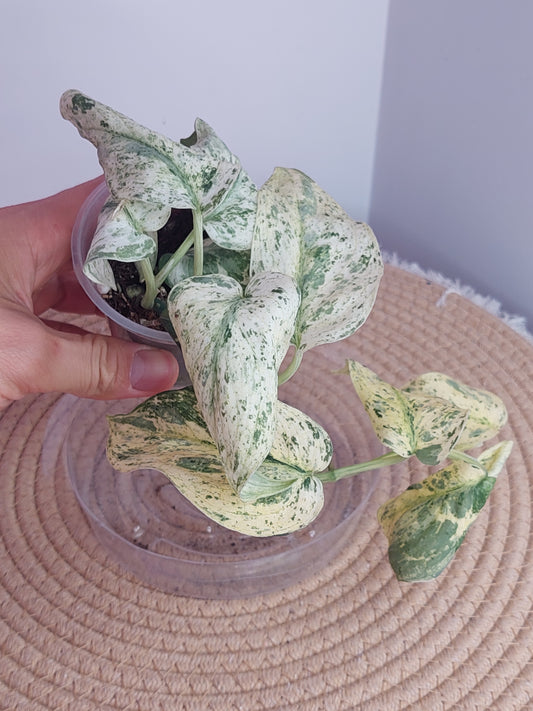 Scindapsus Creme Brulee Variegated (1)