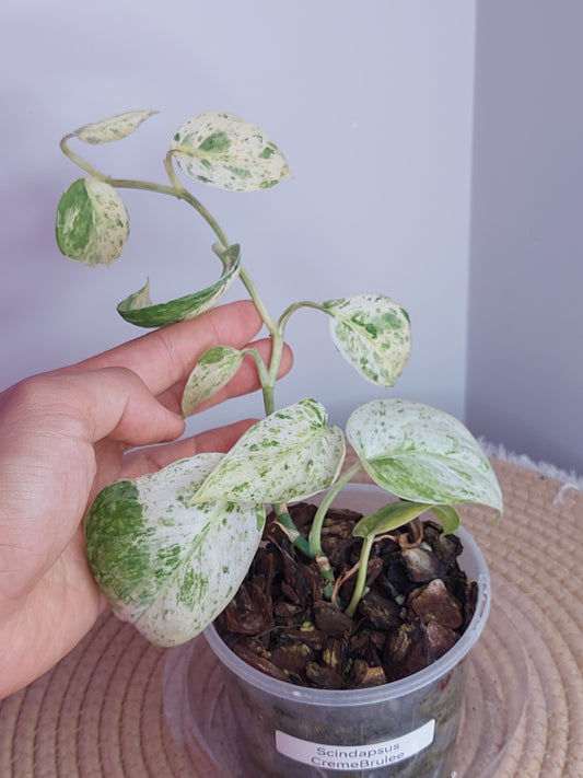 Scindapsus Creme Brulee Variegated (2)