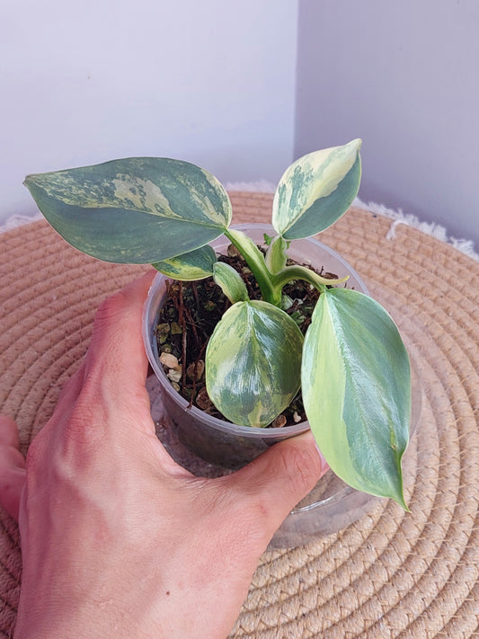 Philodendron Silver Sword Variegated (2 heads) - (1)