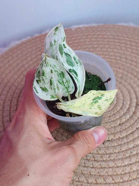 Scindapsus Silver Splash Variegated (1)